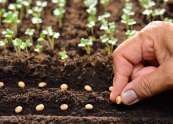 COLTIVAZIONE DI ALIMENTI: I Semi