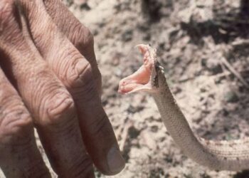 GUIDA PRATICA: COME AFFRONTARE UN AVVELENAMENTO DA ANIMALI